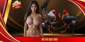 Đá gà cựa dao