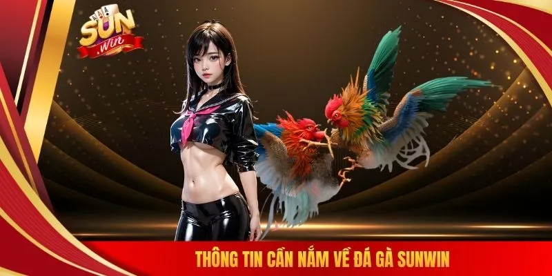 Thông tin cần nắm về đá gà SUNWIN