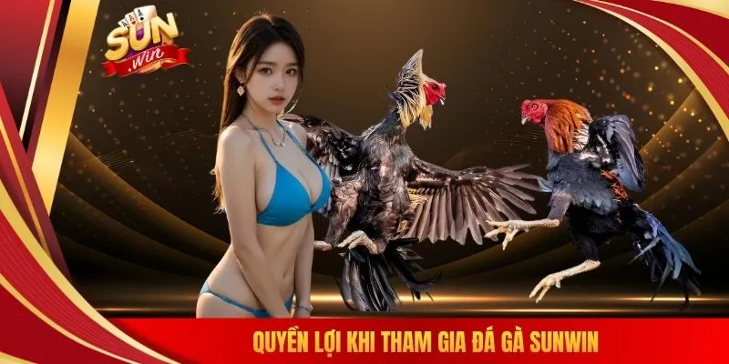 Quyền lợi khi tham gia đá gà SUNWIN