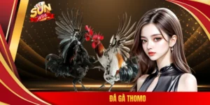 Đá gà Thomo