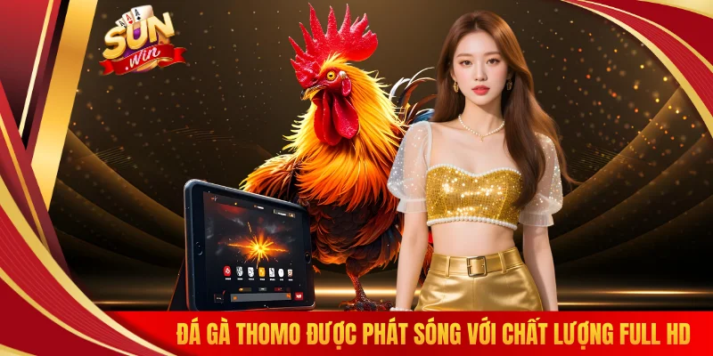 Đá gà Thomo được phát sóng với chất lượng full HD