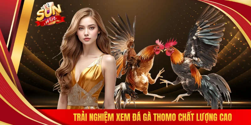 Trải nghiệm xem đá gà Thomo chất lượng cao