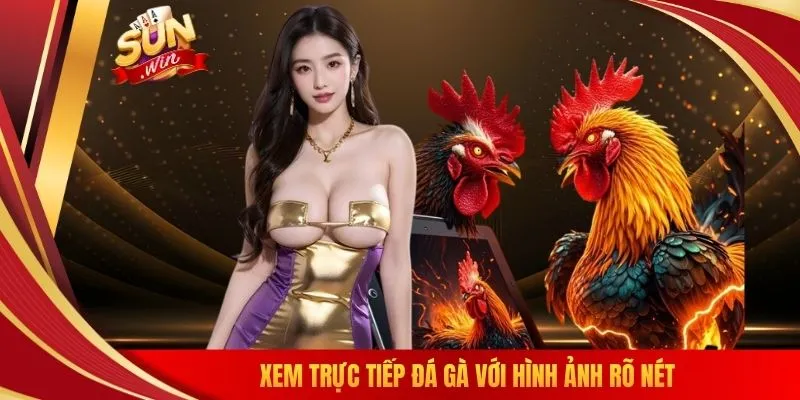 Xem trực tiếp đá gà với hình ảnh rõ nét