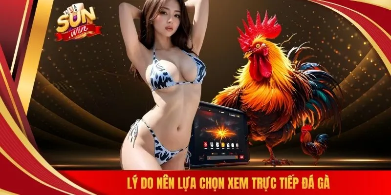 Lý do nên lựa chọn xem trực tiếp đá gà